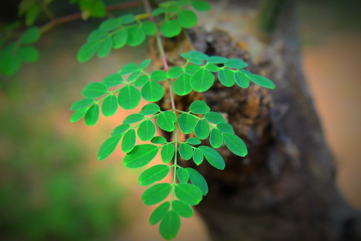 7 Health Benefits of Moringa that You Should Know
